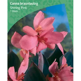 Canna Brownleaved 'Shining Pink'