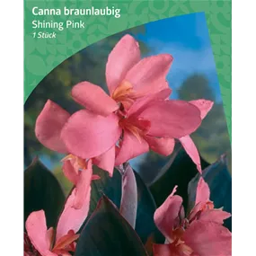 Canna Brownleaved 'Shining Pink'