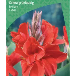 Canna Greenleaved 'Brillant'