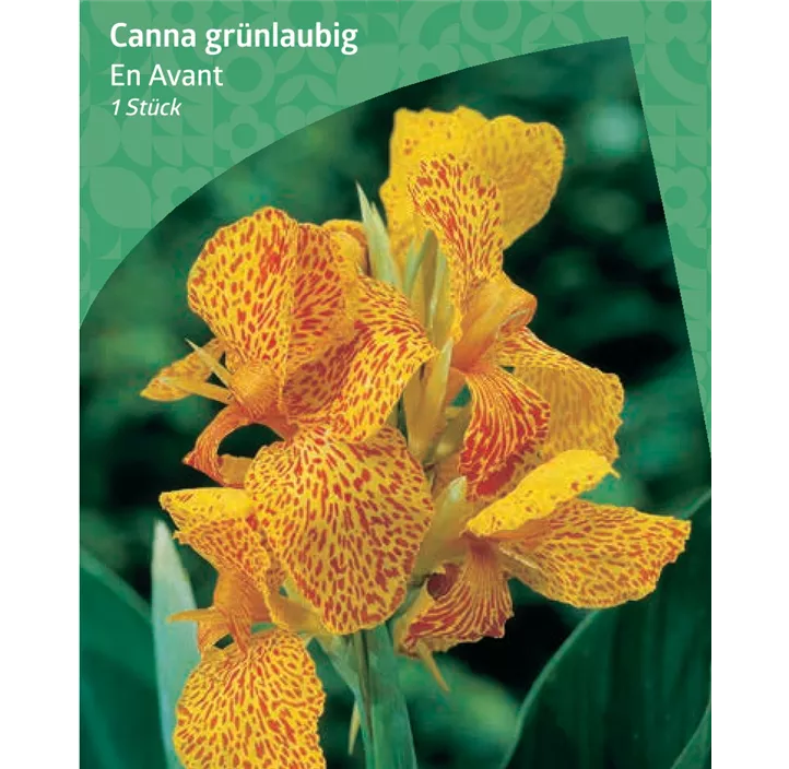 Indisches Blumenrohr 'En Avant'