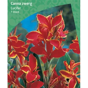 Canna Dwarf 'Lucifer'