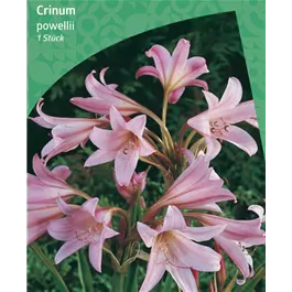 Crinum powellii