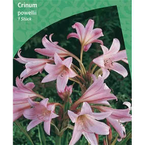 Crinum powellii