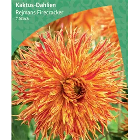 Dahlia Cactus 'Rejmans Firecracker'