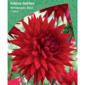 Dahlia Cactus 'Wittemans Best'