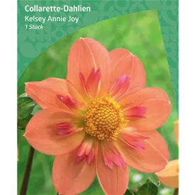Dahlia Collerette 'Kelsey Annie Joy'