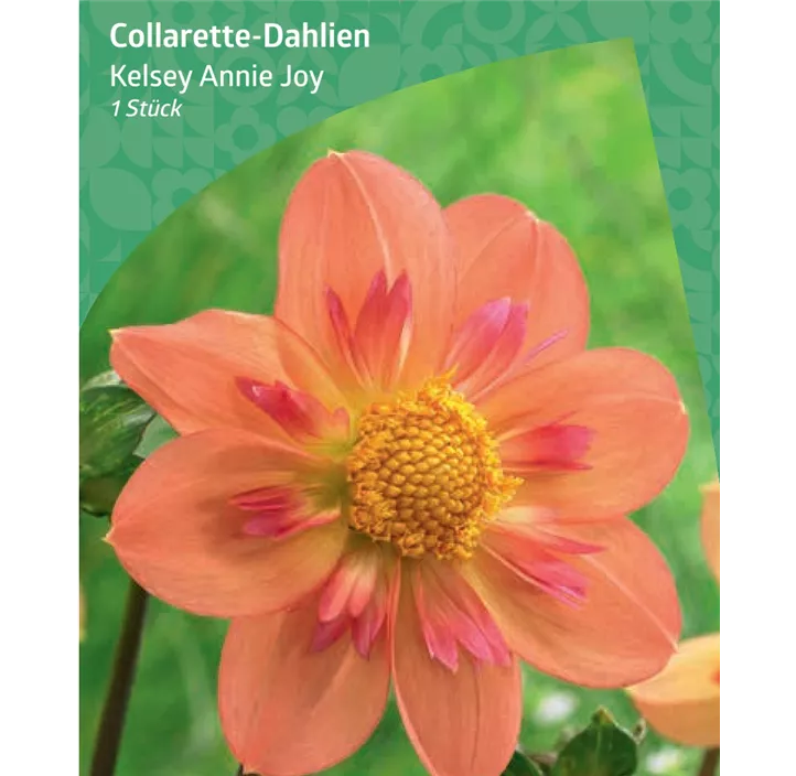 Collarette-Dahlie 'Kelsey Annie Joy'