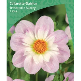 Dahlia Collerette 'Teesbrooke Audrey'
