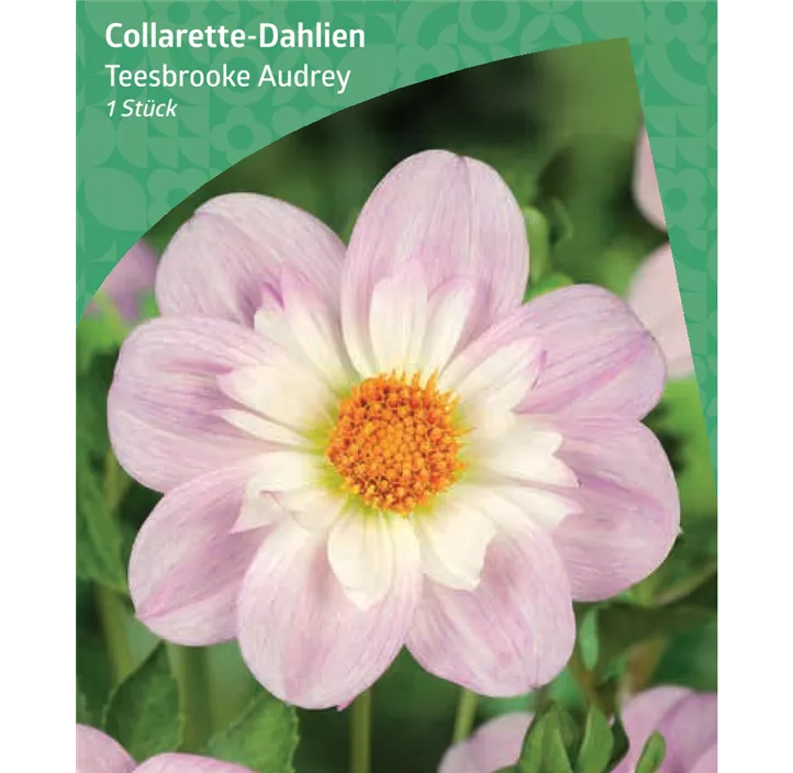 Collarette-Dahlie 'Teesbrooke Audrey'