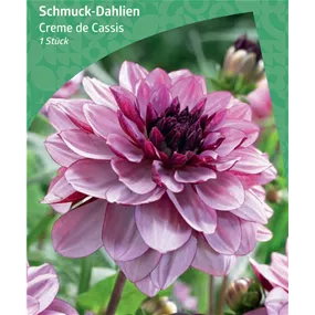 Dahlia Decorative 'Creme de Cassis'