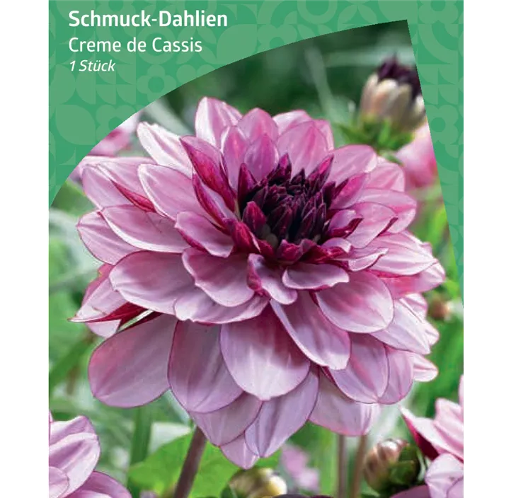 Schmuck-Dahlie 'Creme de Cassis'