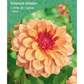 Dahlia Decorative 'Creme de Cognac'