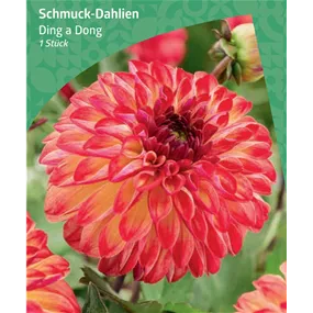 Dahlia Decorative 'Ding a Dong'