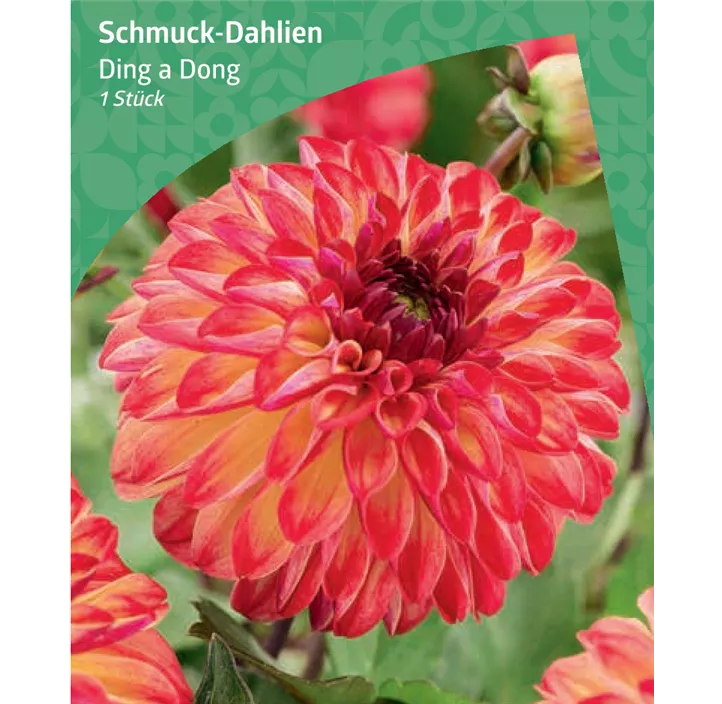 Schmuck-Dahlie 'Ding a Dong'