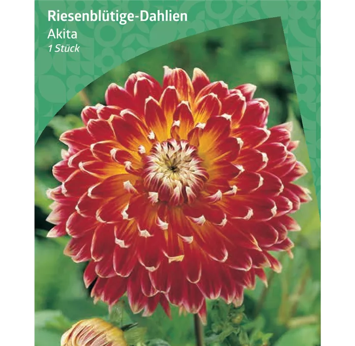 Riesenblütige-Dahlie 'Akita'