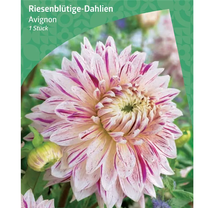 Riesenblütige-Dahlie 'Avignon' 