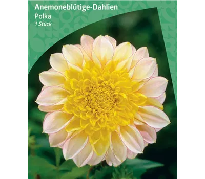 Dahlia Anemone Flowering 'Polka'