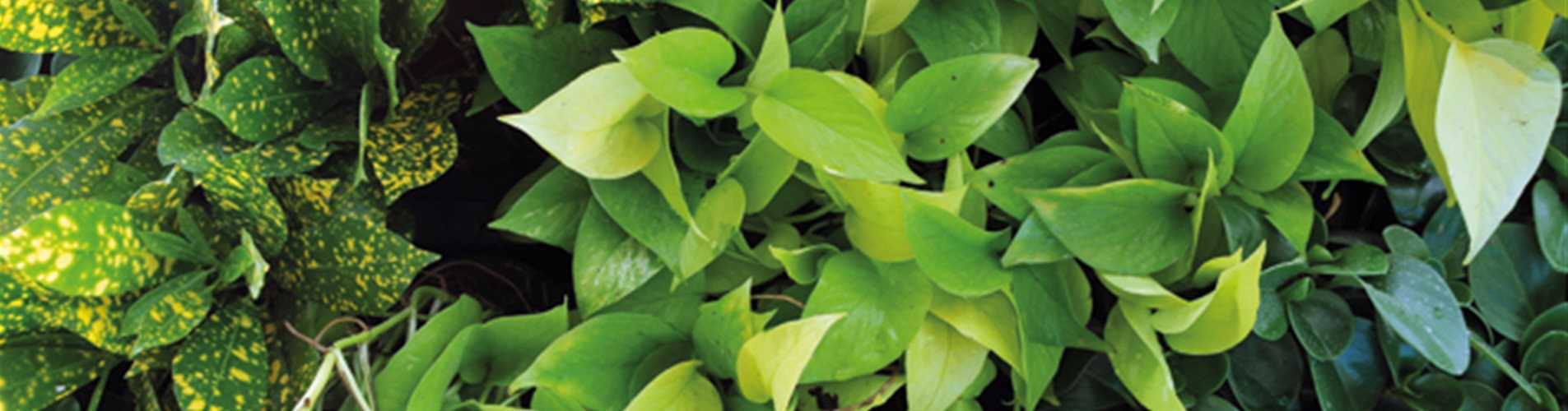 Pflanze_Startseite-Teaser_660x306 Pflanze_Startseite-Teaser_660x306