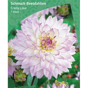 Dahlia Border Deco 'Crazy Love'