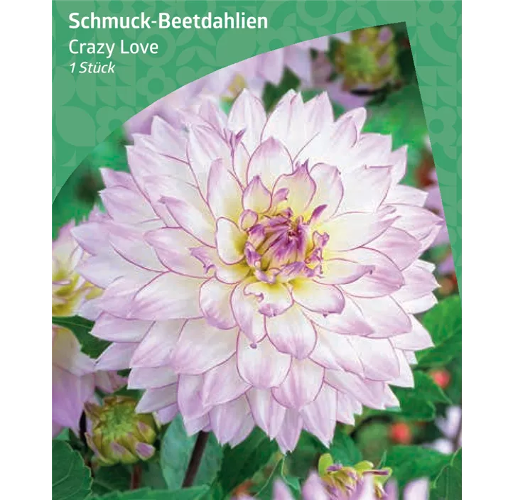 Schmuck-Beetdahlien 'Crazy Love'