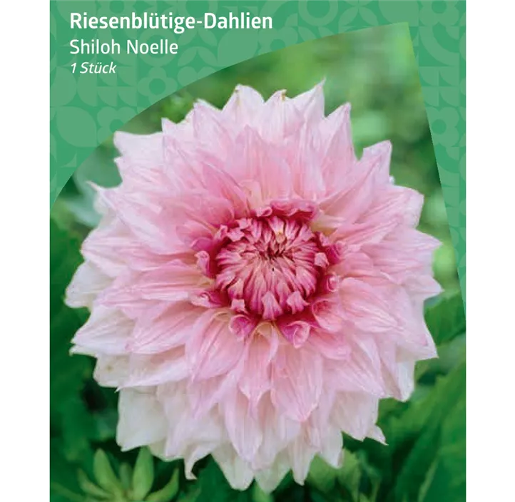 Riesenblütige-Dahlie 'Shiloh Noelle'