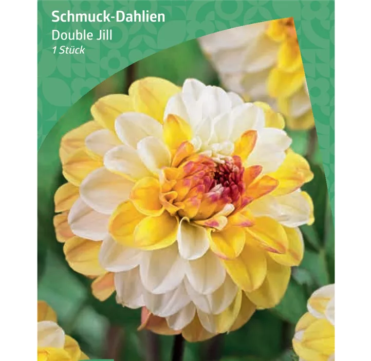 Schmuck-Dahlie 'Double Jill'