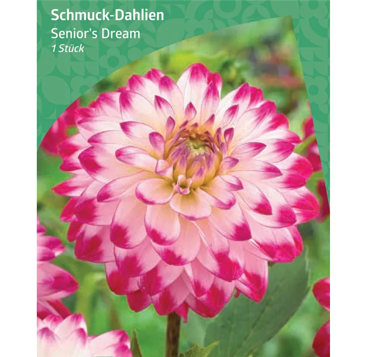 Schmuck-Dahlie 'Senior's Dream'