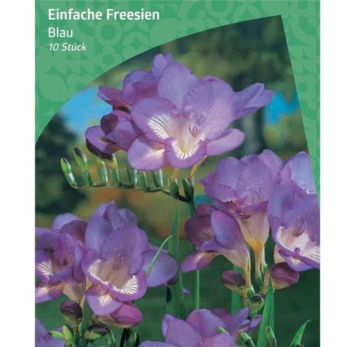 Einfache Freesie, blau