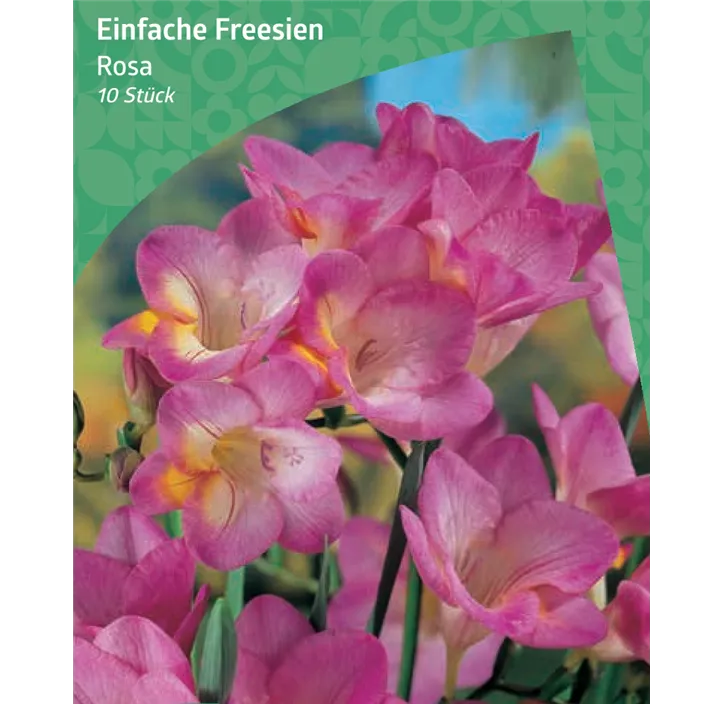 Einfache Fressie, rosa