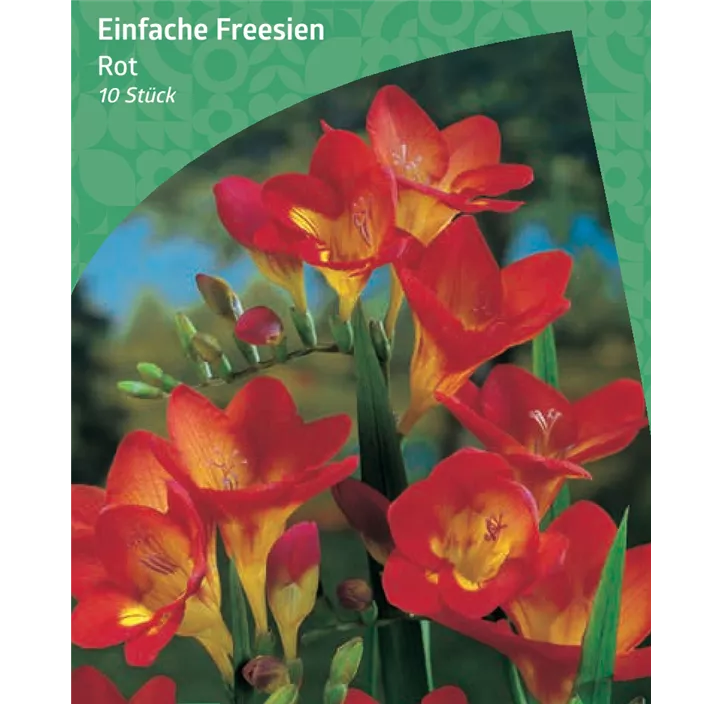 Einfache Fressie, rot