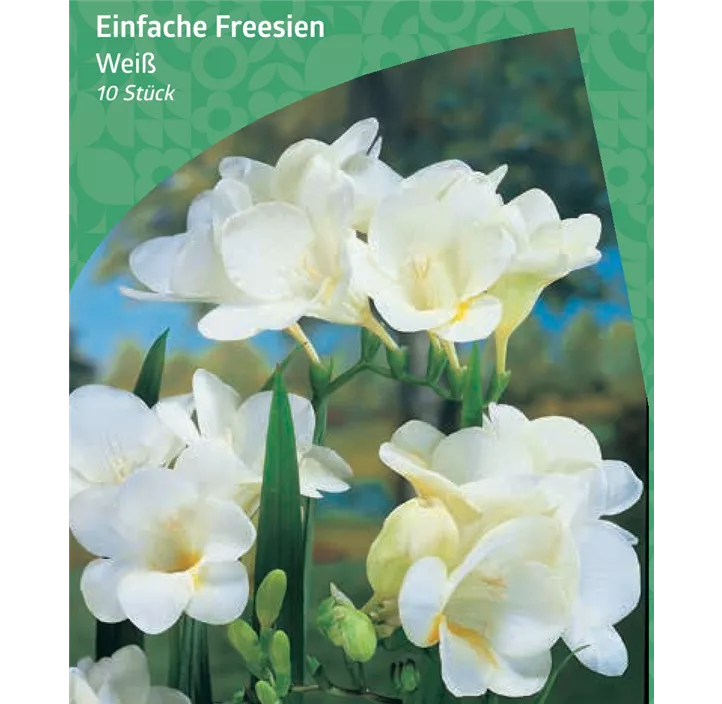 Einfache-Fressie, weiß