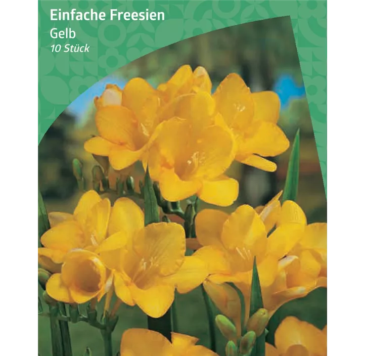 Einfache Fressie, gelb