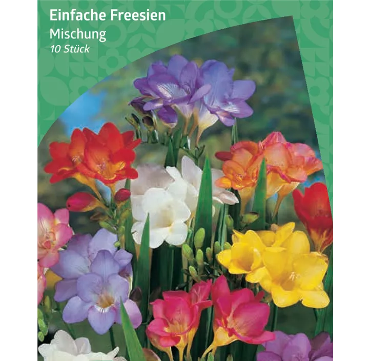 Freesien 'einfach Mischung'