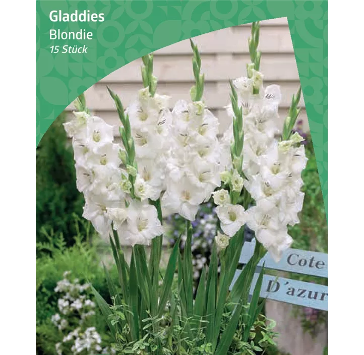 Gladiole 'Blondie'