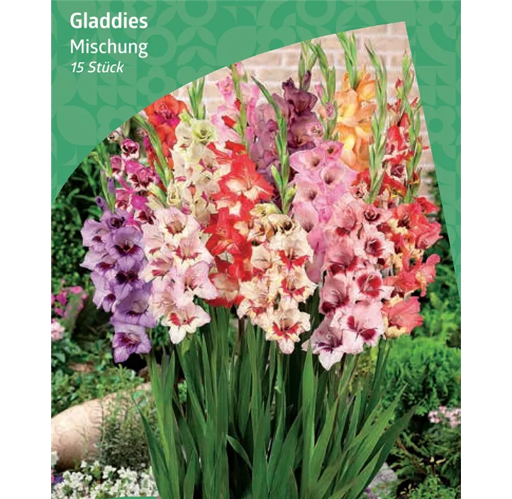 Gladiole Mischung