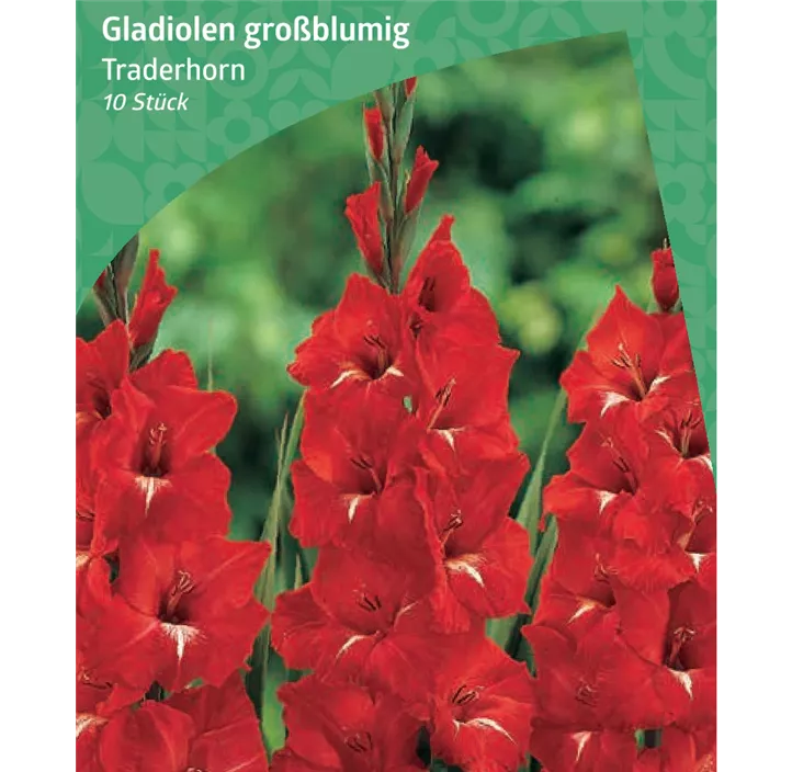 Gladiole großblumig 'Traderhorn'