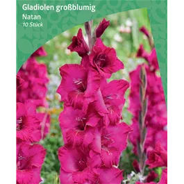 Gladiolus Large Flowering 'Natan'
