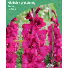 Gladiolus Large Flowering 'Natan'