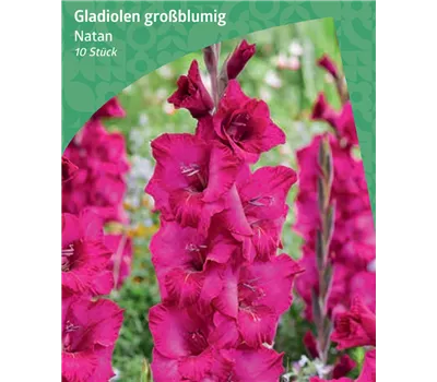 Gladiolus Large Flowering 'Natan'
