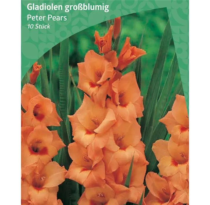 Gladiole großblumig 'Peter Pears'