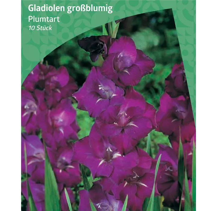 Gladiole großblumig 'Plumtart'