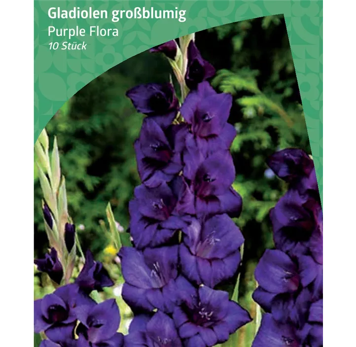 Gladiole großblumig 'Purple Flora'