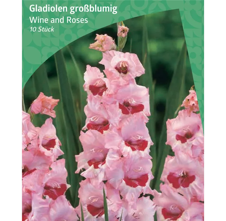 Gladiole großblumig 'Wine and Roses'
