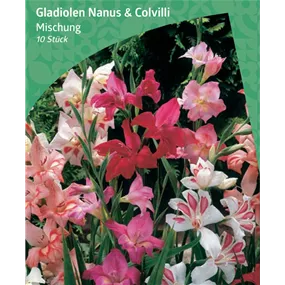 Gladiolus Mixed 'Nanus & Colvilli' 