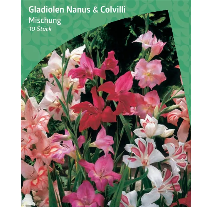 Zwerggladiole Mischung 'Nanus & Colvilli'