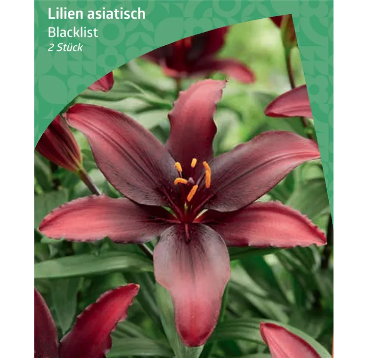 asiatische Lilie 'Blacklist'
