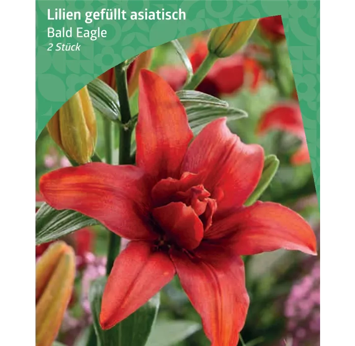 asiatische Lilie gefüllt 'Bald Eagle'