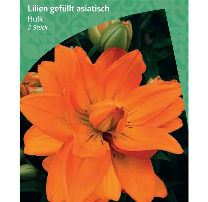 asiatische Lilie gefüllt 'Hulk'