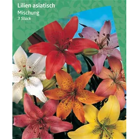 Lilium Asiatic Mixed