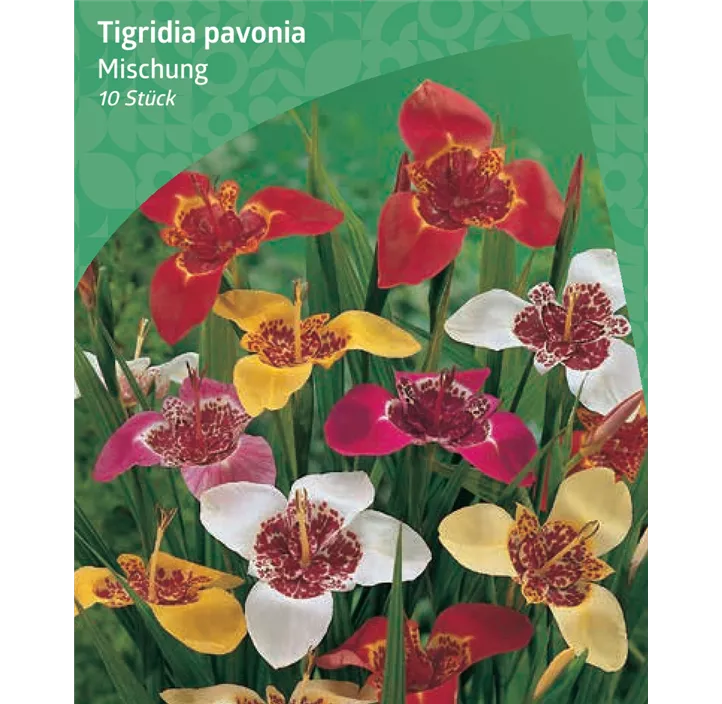 Tigerblume Mischung